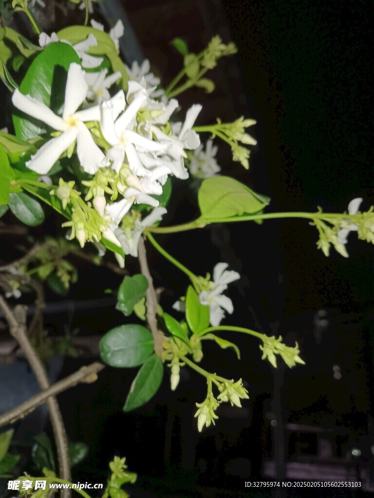 黑夜中的风车茉莉