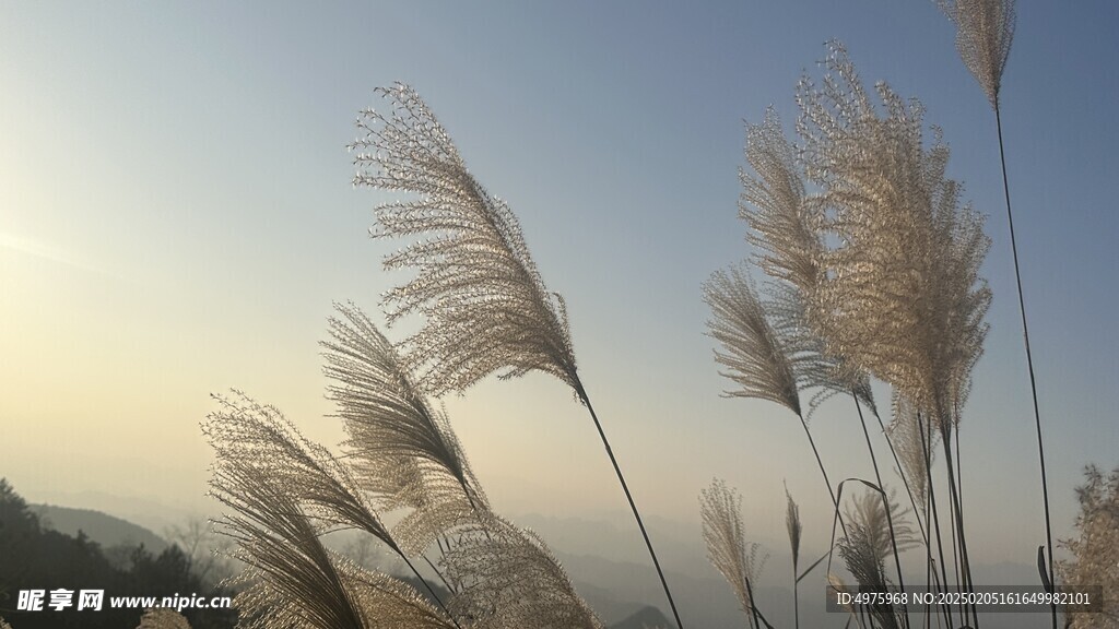 毛花杆