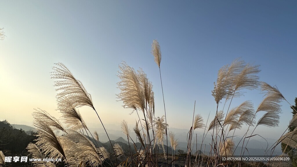 毛花杆