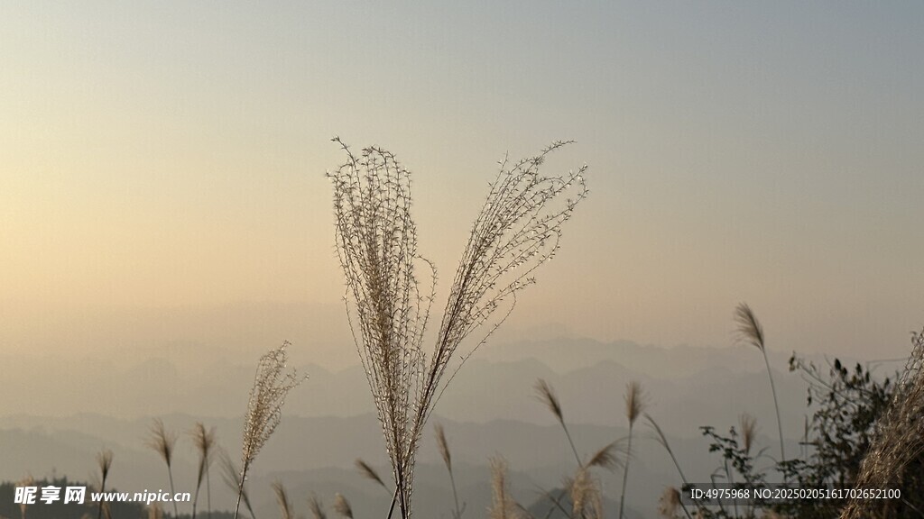 爱心毛花杆 