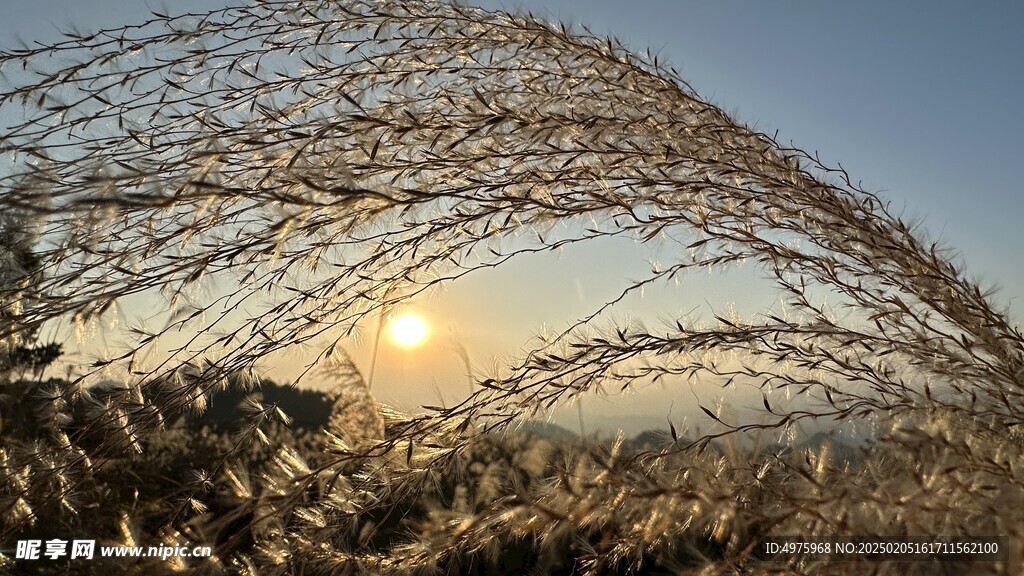 毛花杆