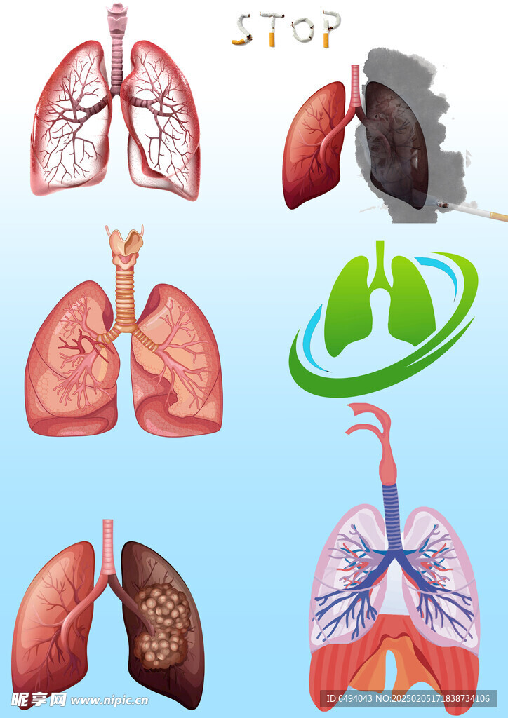 肺部解剖结构插图元素大合集