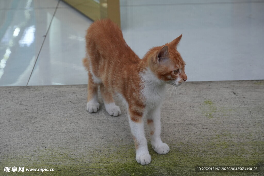 橘猫小猫咪 咪咪小黄