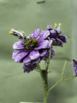干花