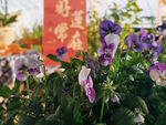 兰花