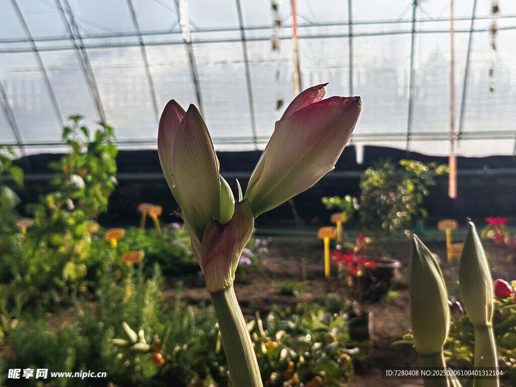 兰花花蕊