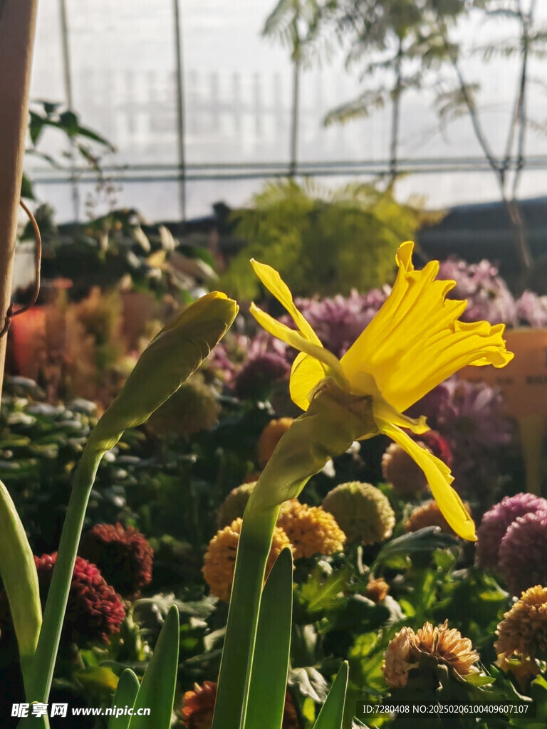 黄花