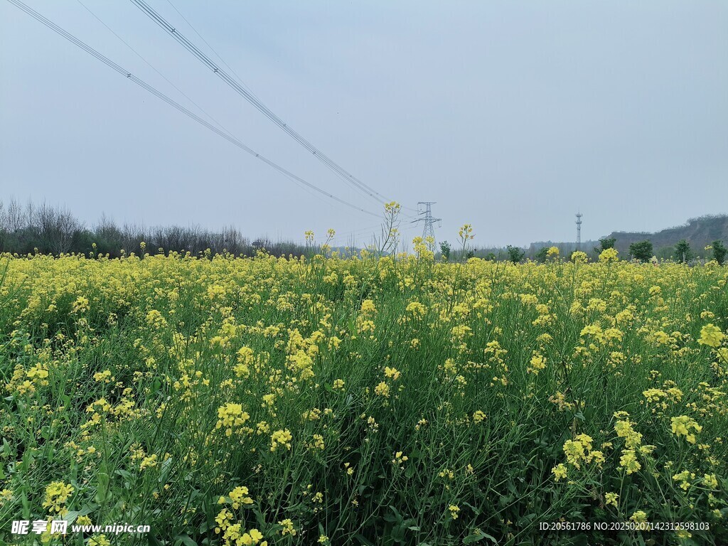 油菜花