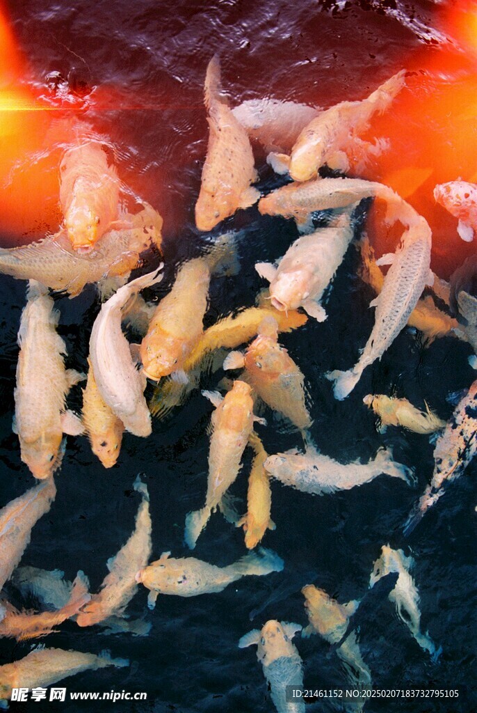 锦鲤
