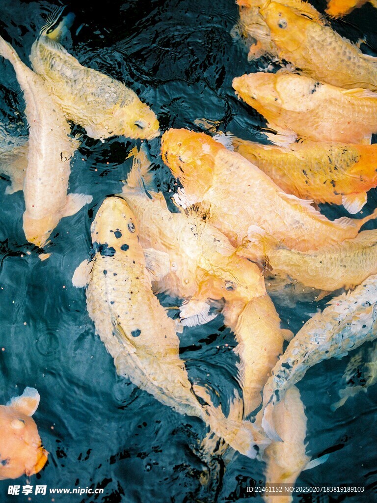 锦鲤