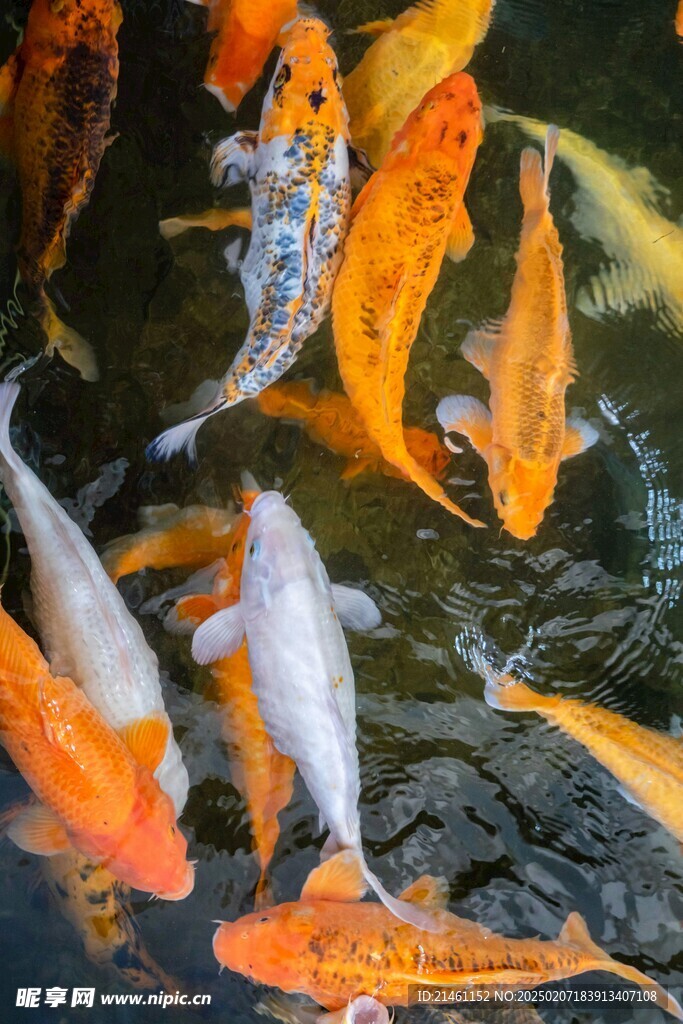 锦鲤
