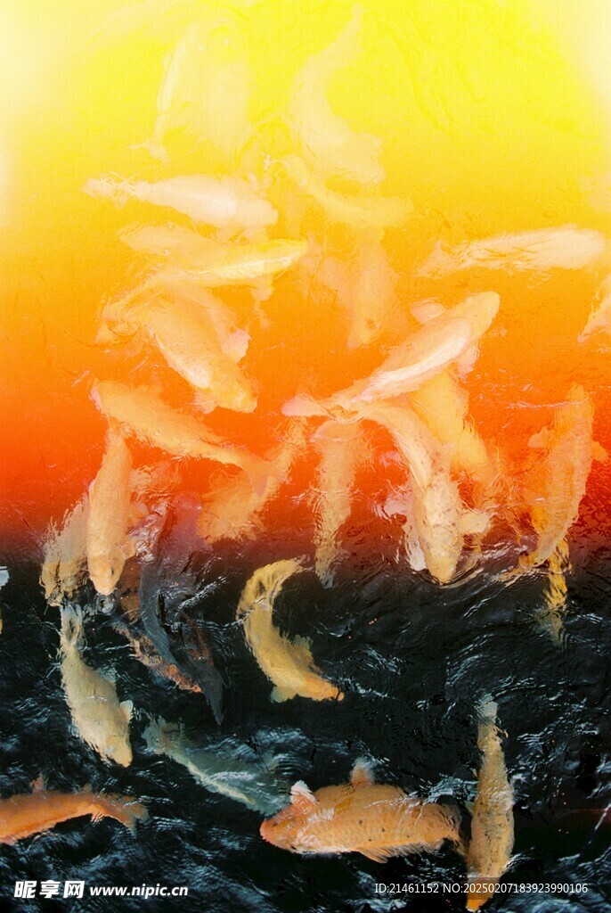锦鲤
