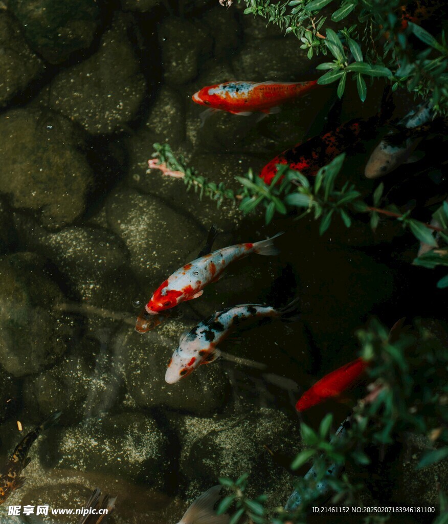 锦鲤