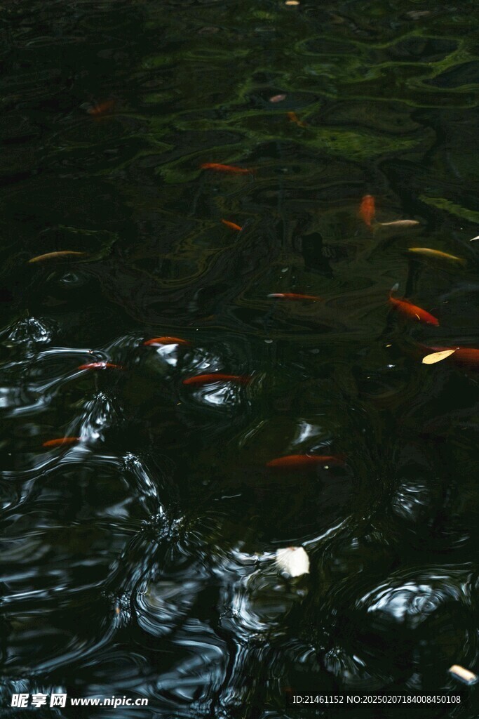 锦鲤
