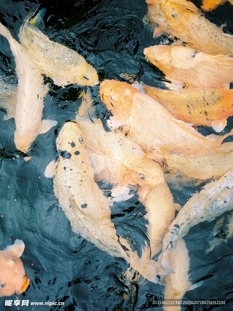 锦鲤