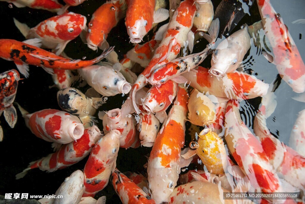 锦鲤