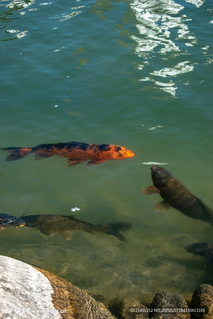 锦鲤