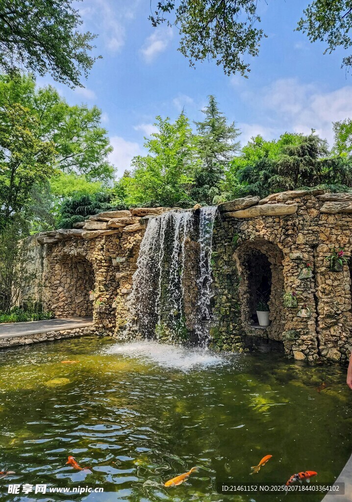 锦鲤