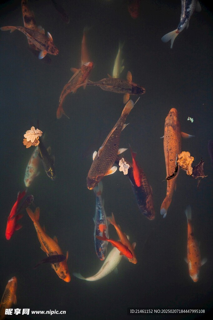 锦鲤