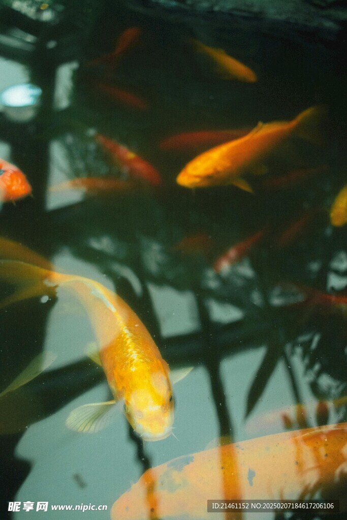 锦鲤