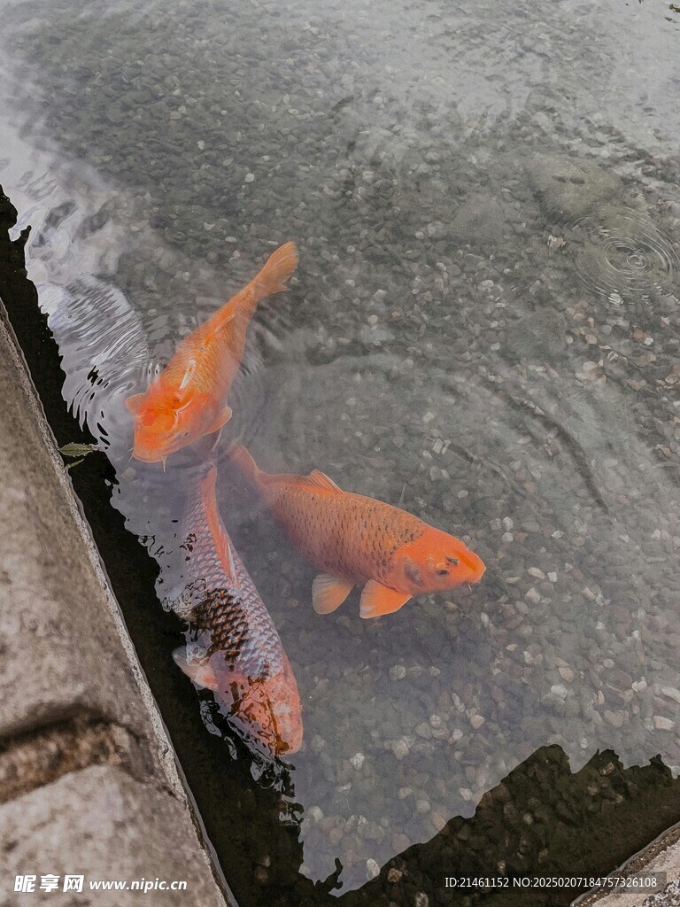 锦鲤