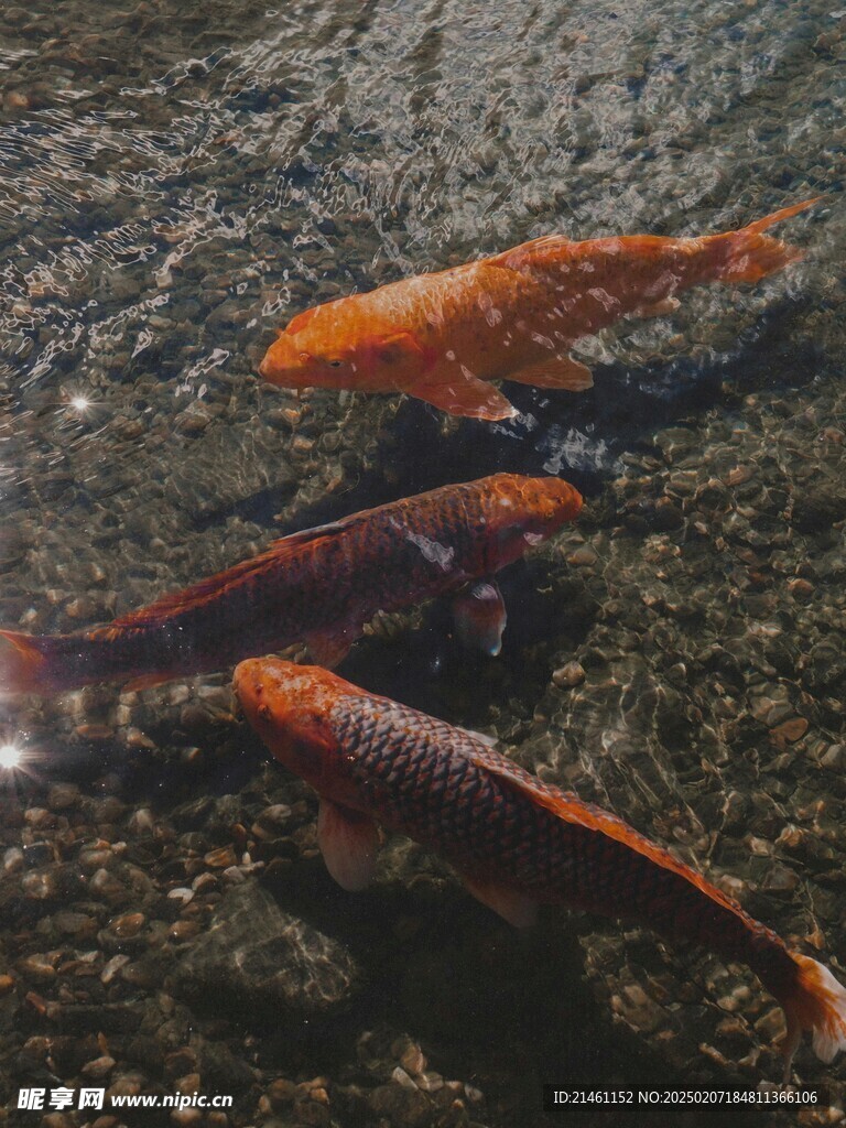 锦鲤