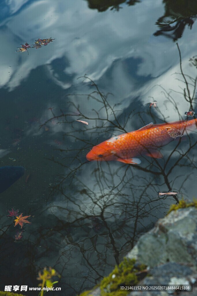 锦鲤