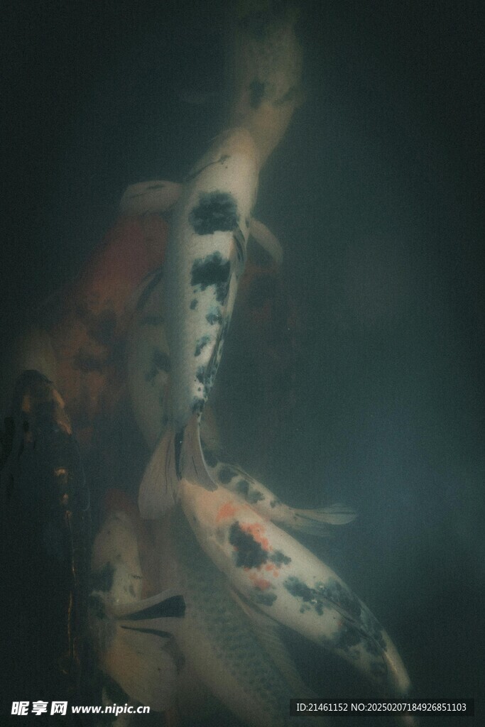 锦鲤