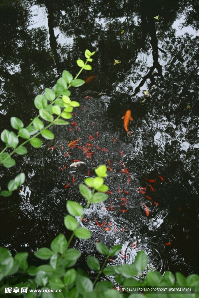 锦鲤