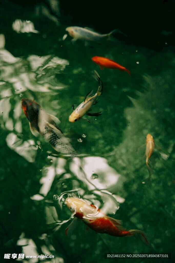 锦鲤