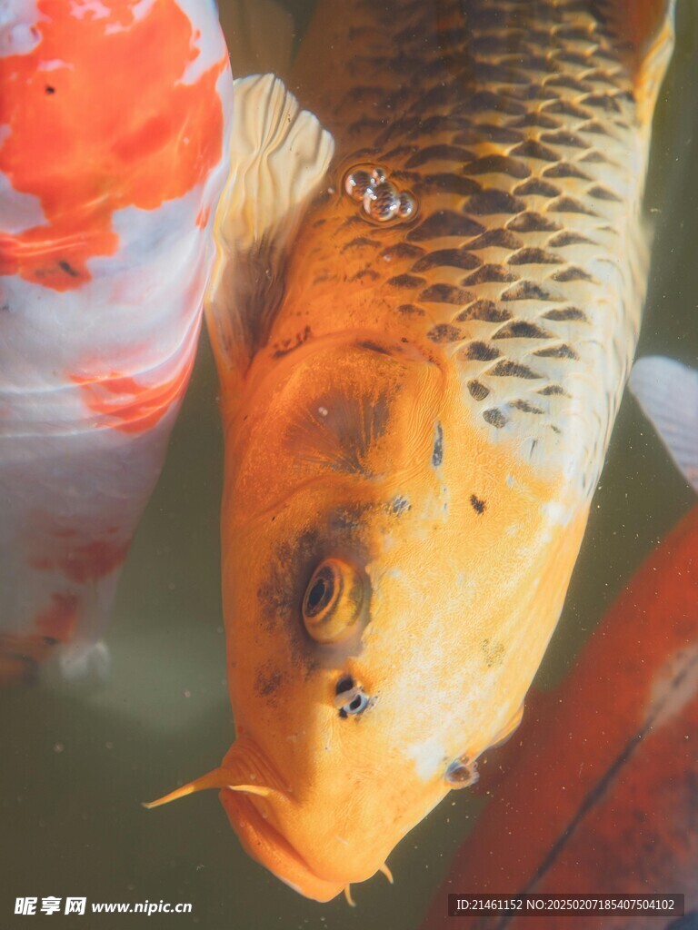 锦鲤