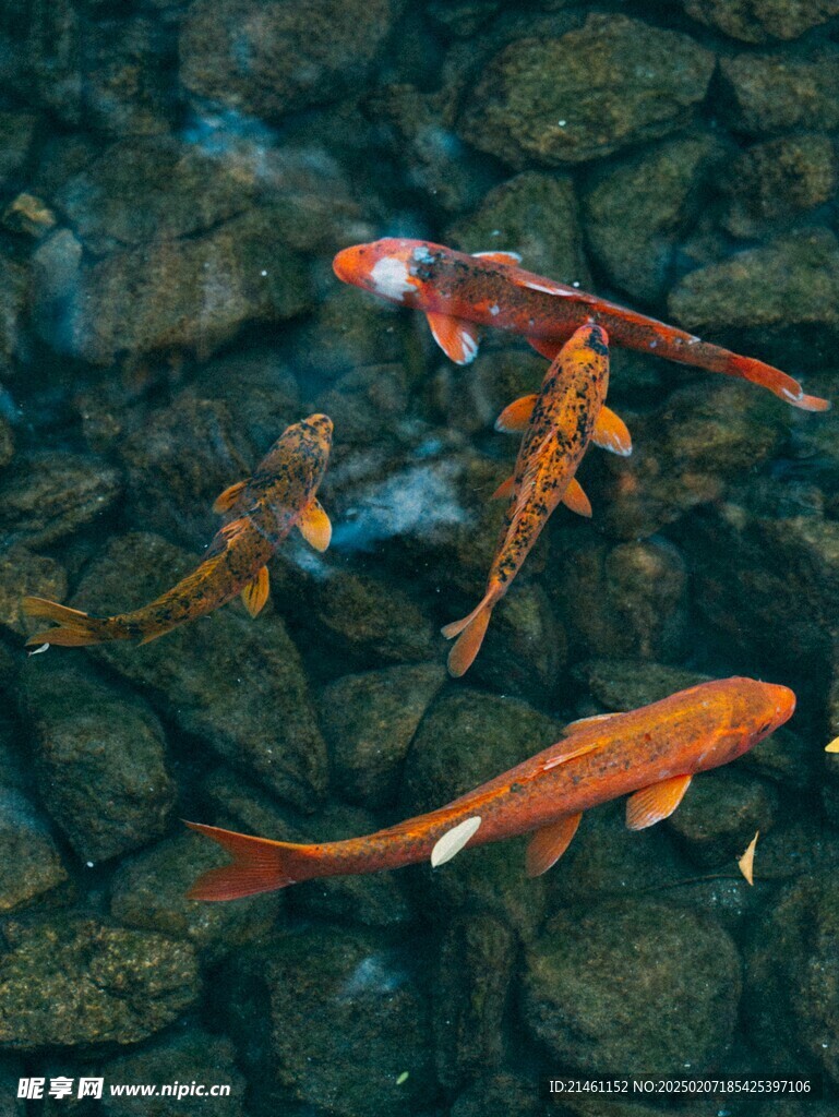 锦鲤