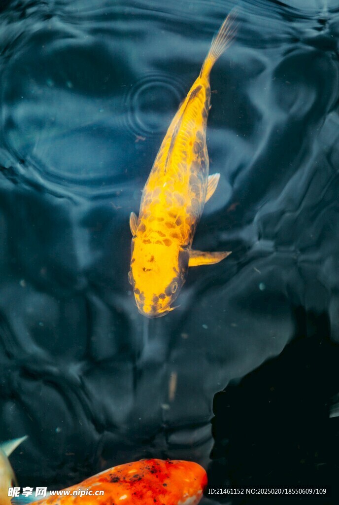 锦鲤
