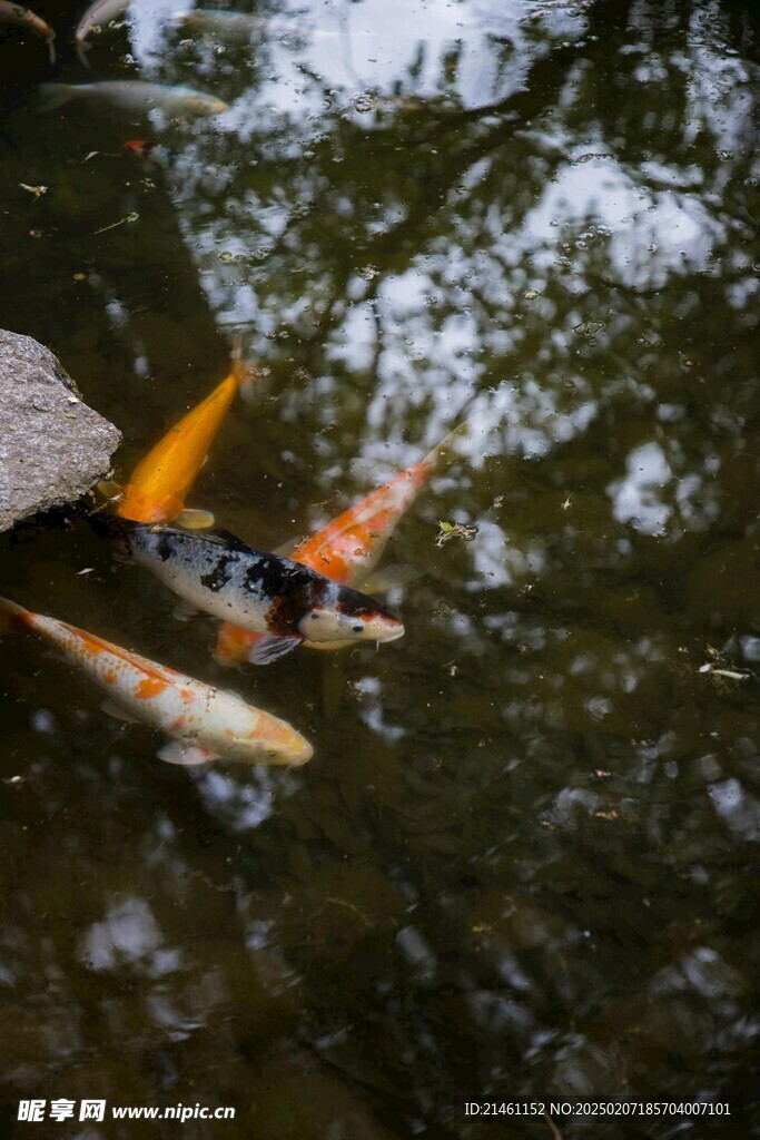 锦鲤