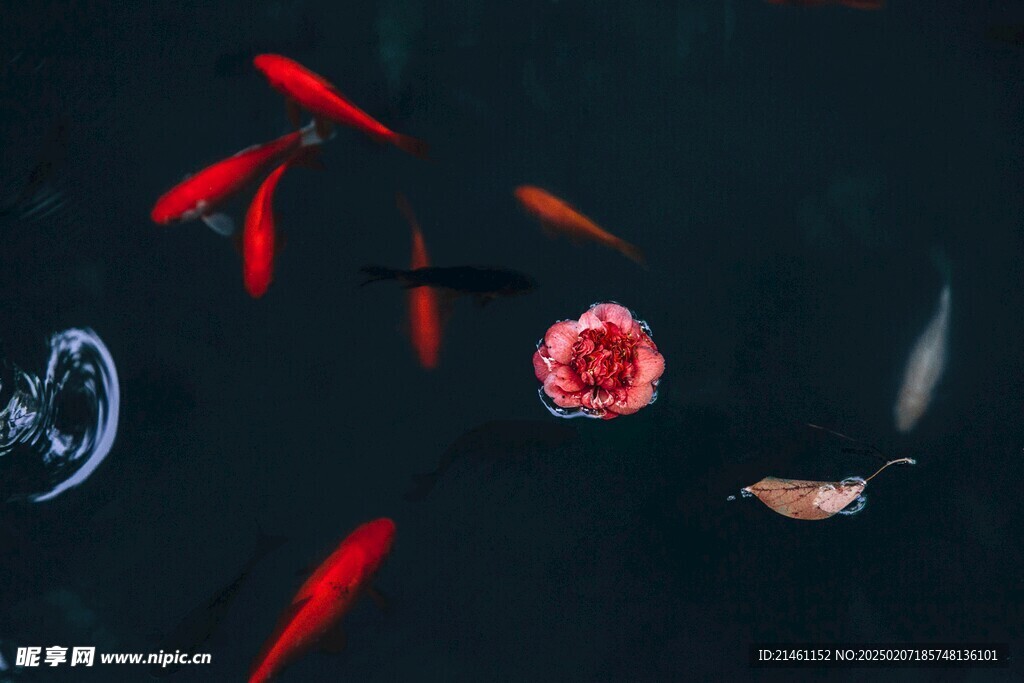 锦鲤