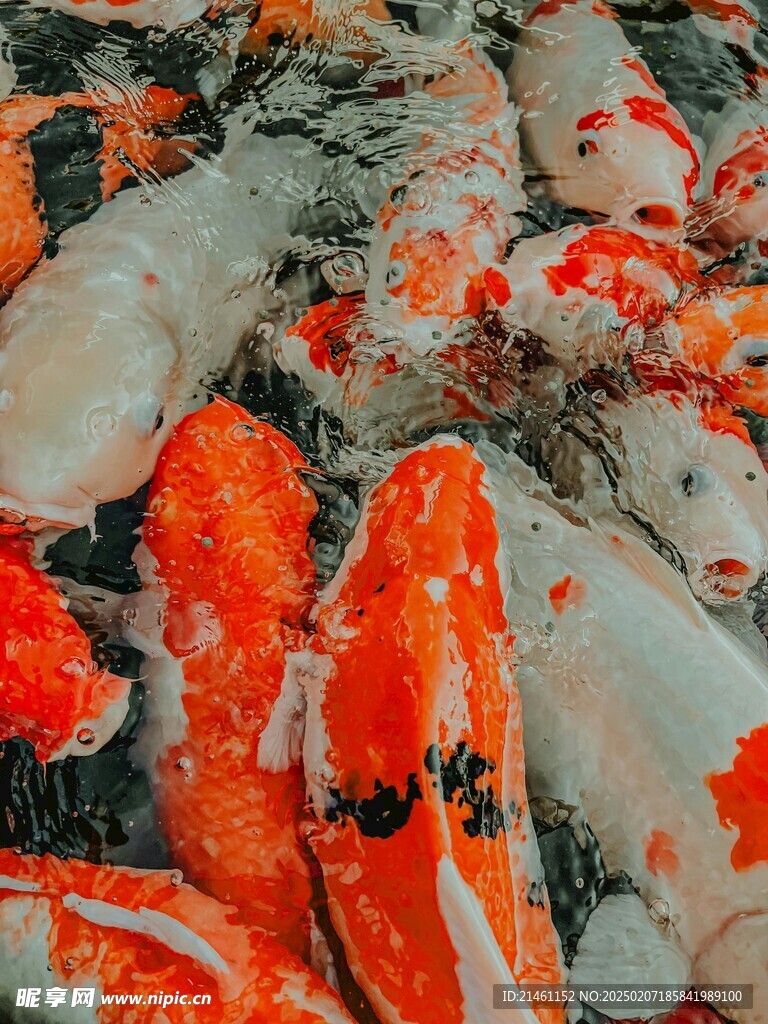 锦鲤