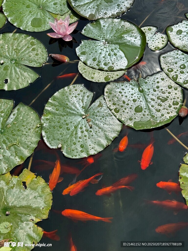 锦鲤