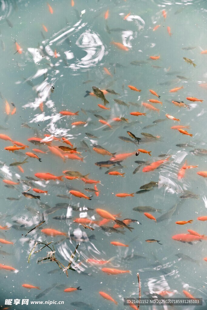 锦鲤