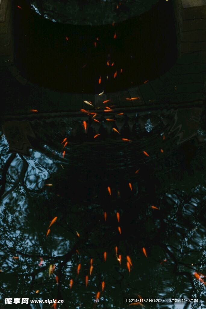 锦鲤