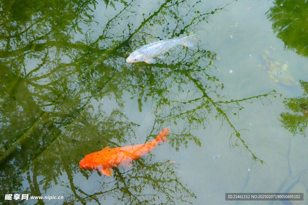 锦鲤