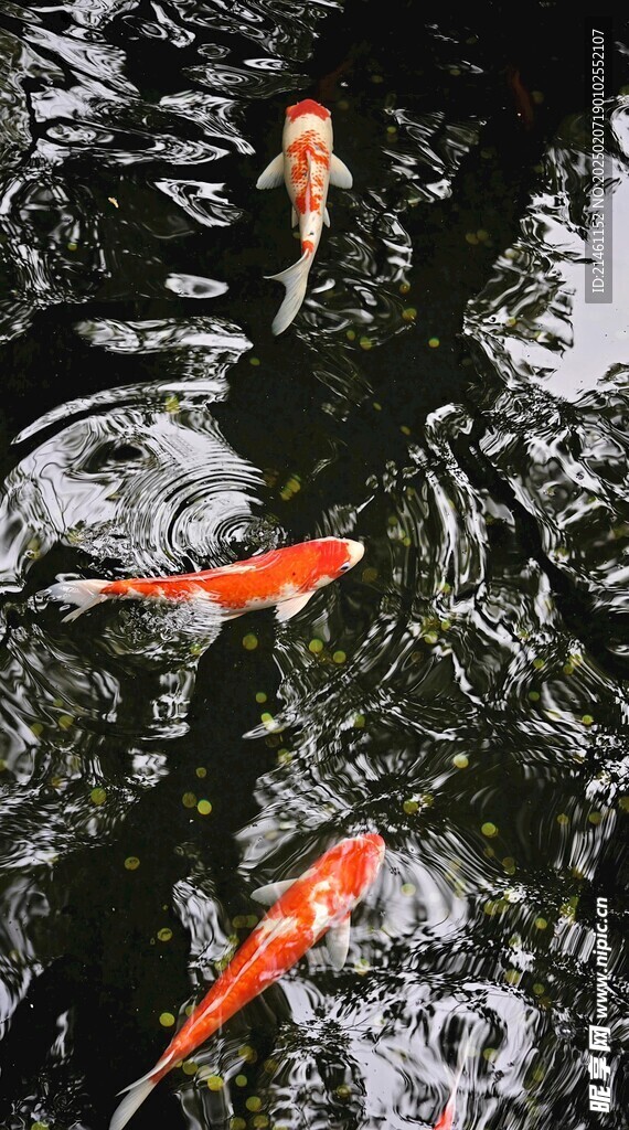锦鲤