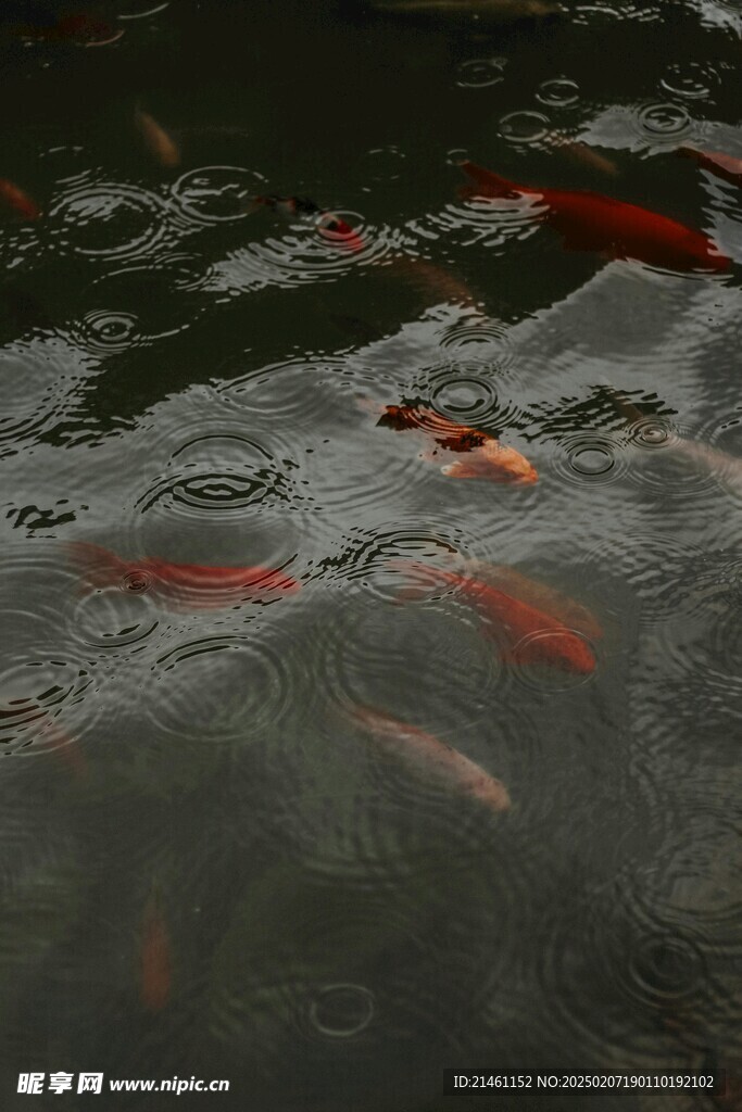 锦鲤