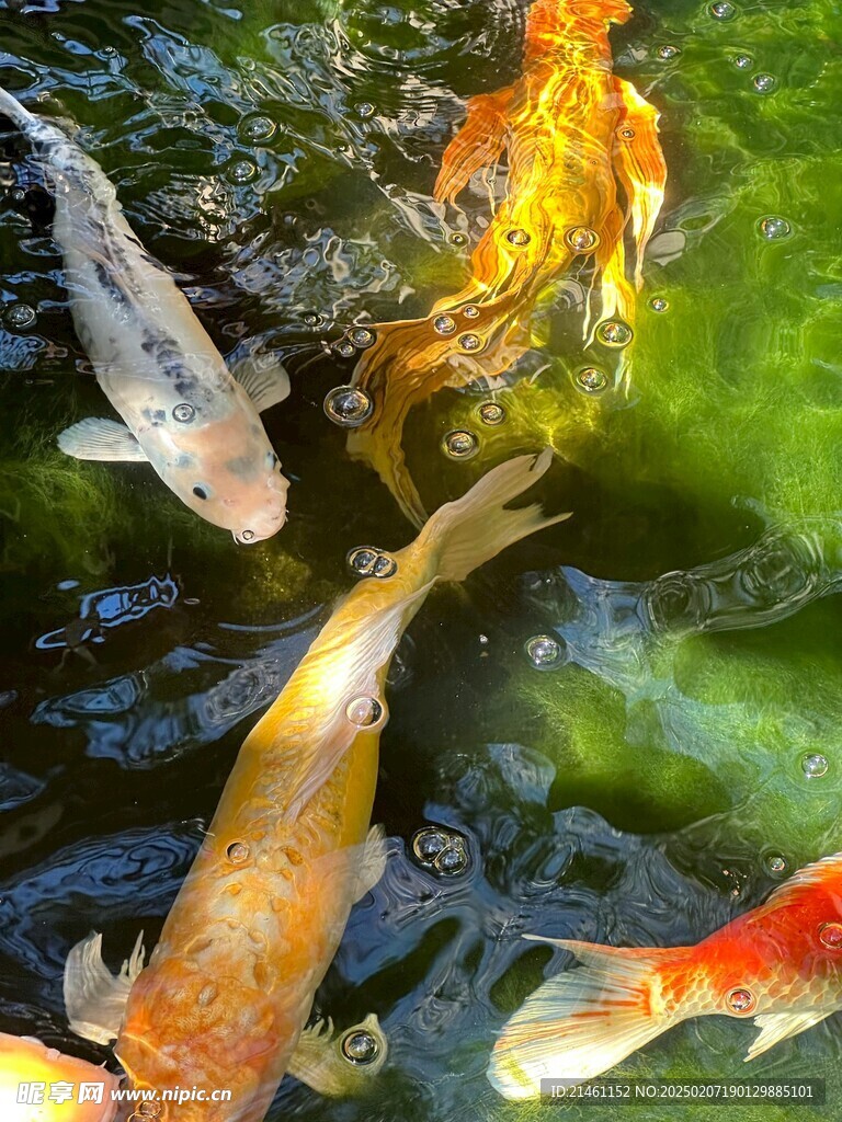 锦鲤