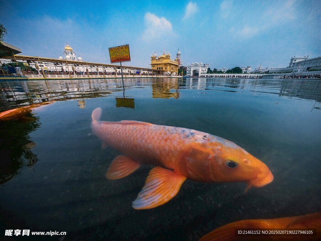 锦鲤