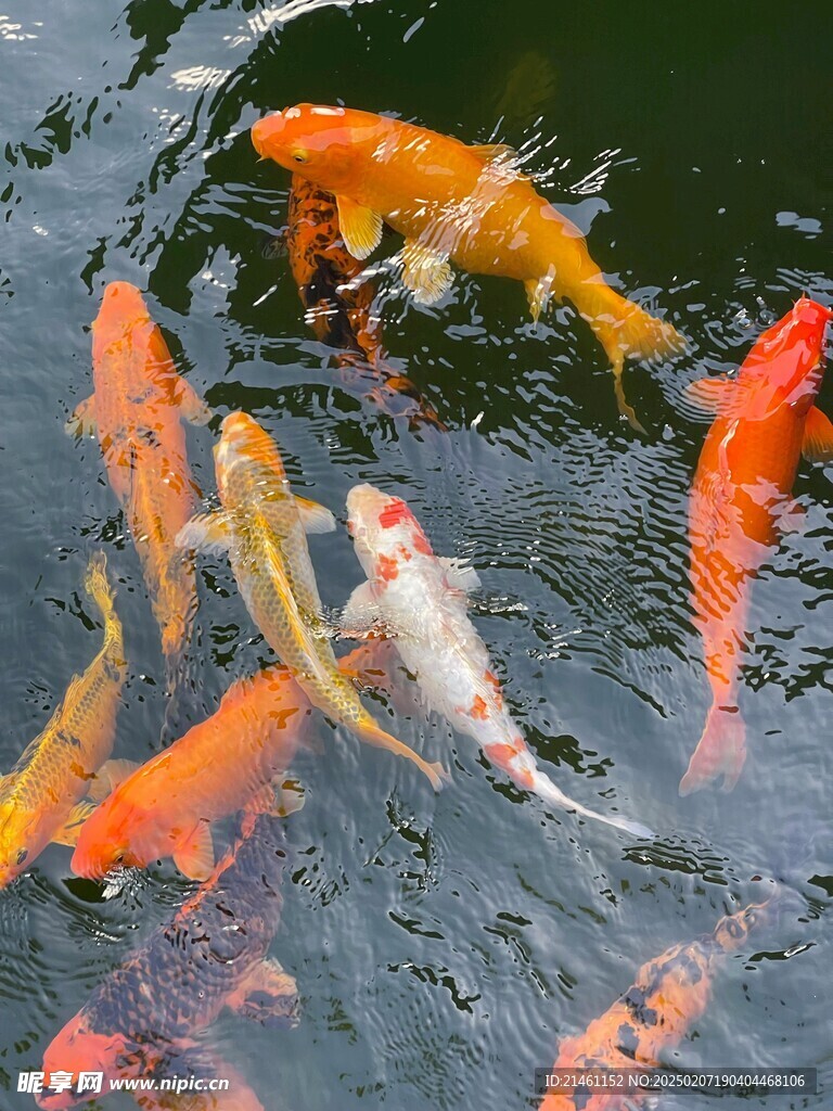 锦鲤锦鲤