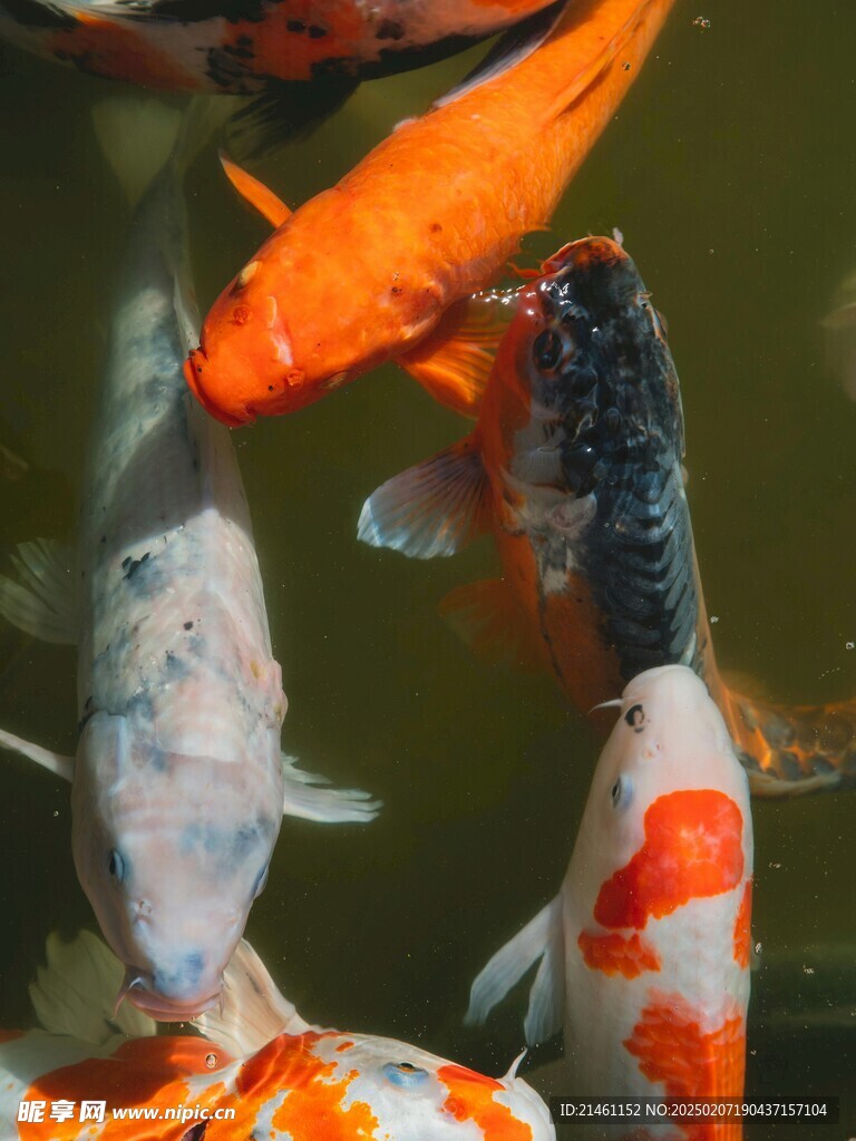 锦鲤