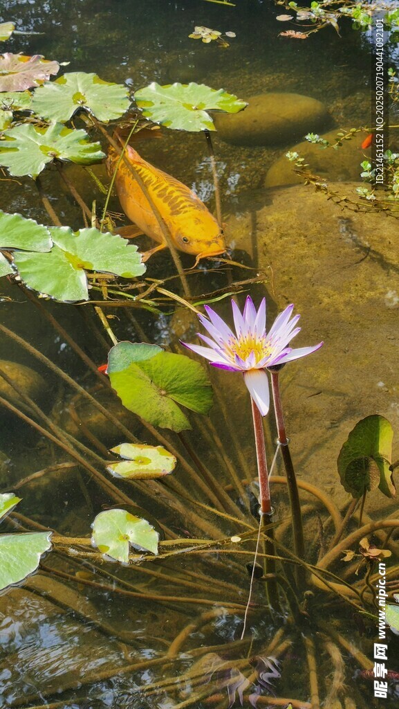 锦鲤