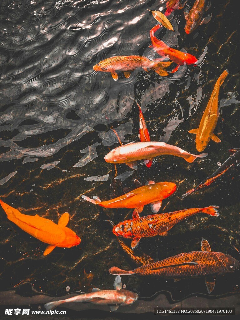 锦鲤