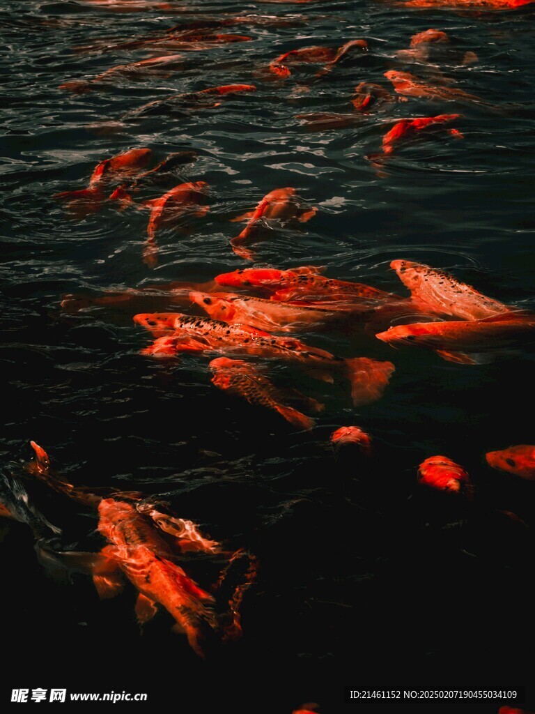 锦鲤