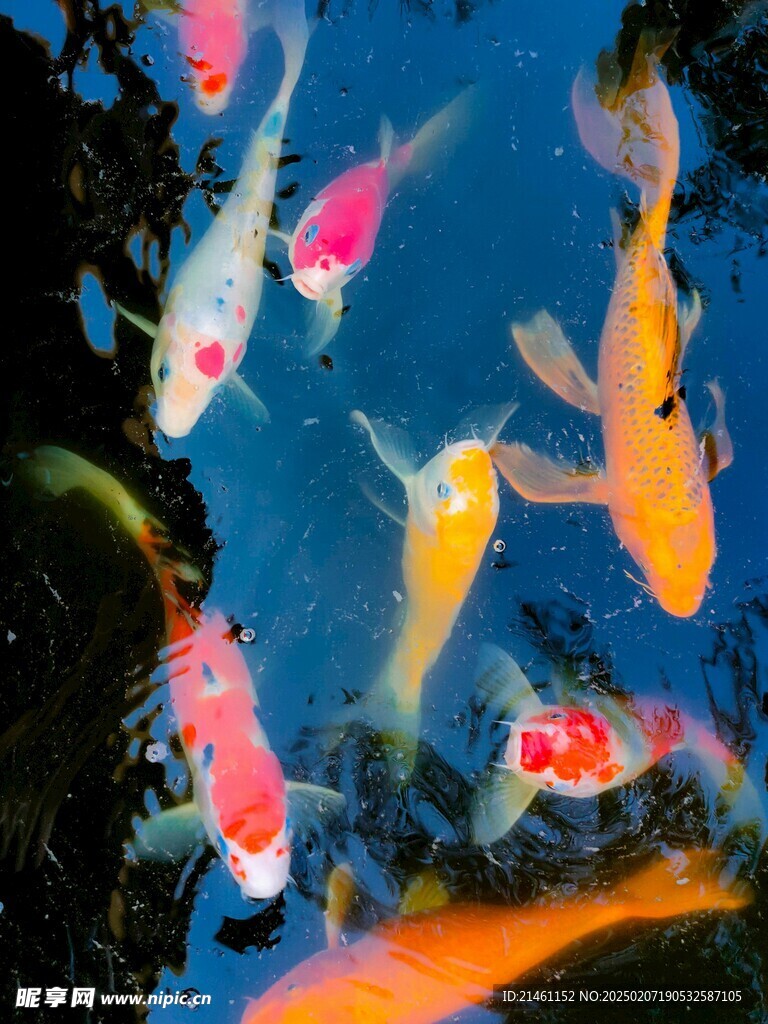 锦鲤
